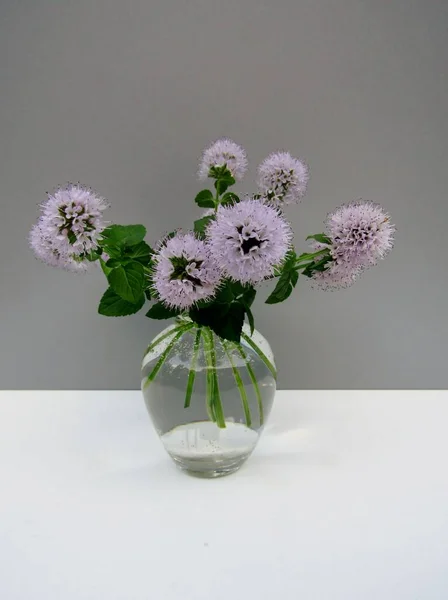 Watermint Mentha Aquatica Flowers Small Glass Vase Grey Wall — Stock Photo, Image