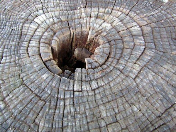 Cross section of old tree trunk showing growth rings.