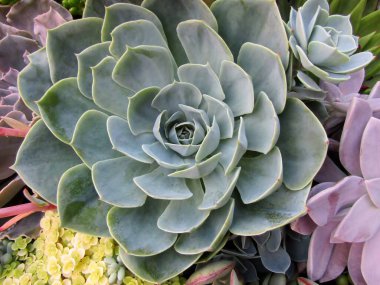 Echeveria Lilacina sulu veya Coolvue bitki makrosu