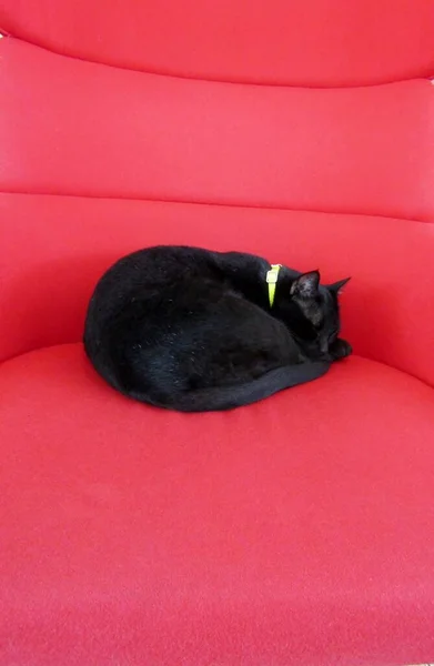 Curled up black cat with yellow collar sleeping on red chair.