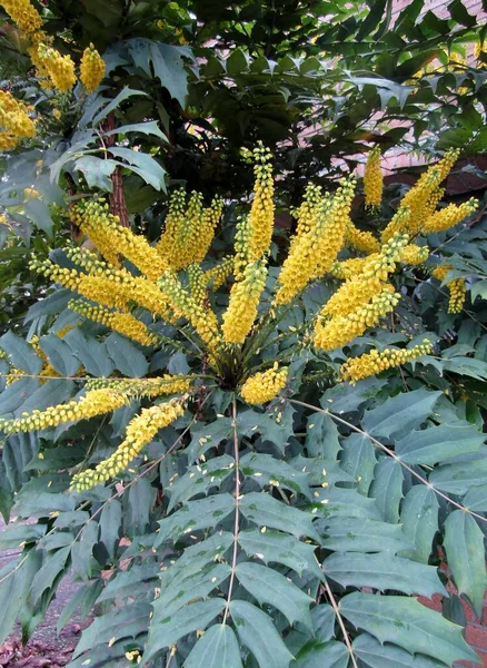 Uva Oregon Mahonia Japonica Arbusto Floreciente Flores Amarillas Suaves Aparecen —  Fotos de Stock