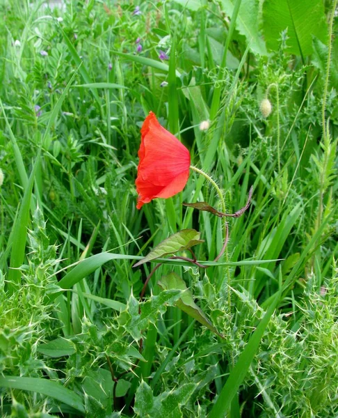 Wild Common Red Poppy Flower Profiled Tall Grass — ストック写真