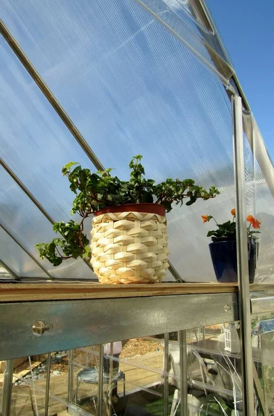 Ivy Plante Pot Décoratif Blanc Debout Sur Étagère Dans Patio — Photo