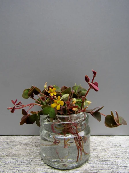 Oxalis Corniculata Shamrocks Flowers Bouquet Small Glass Jar Wooden Table — Stock Photo, Image