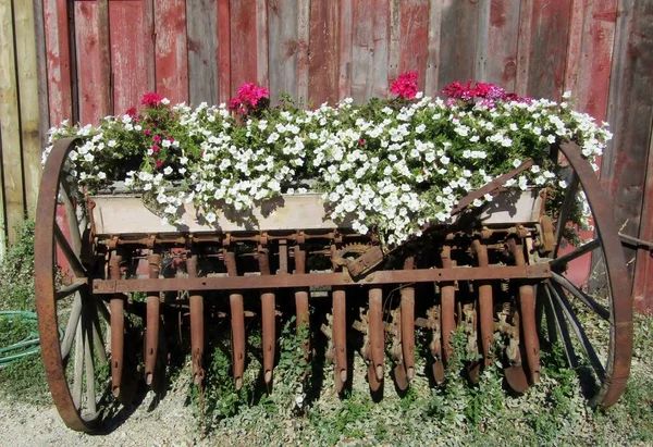 Grada Hierro Oxidado Vintage Como Jardinera Flores Imagen De Stock