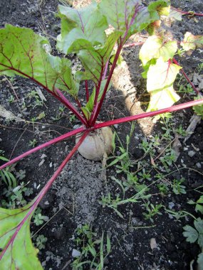 Islak bahçe toprağında yetişen kırmızı pancara yakın durun. Hasat için hazır.