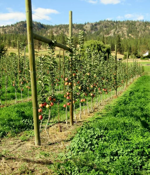 Trained apple trees loaded with red apples in an orchard in summer. Kettle Valley, British Columbia, Canada.