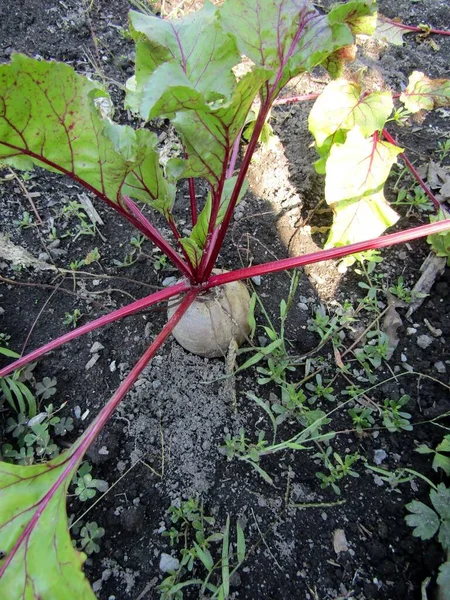 Islak bahçe toprağında yetişen kırmızı pancara yakın durun. Hasat için hazır.