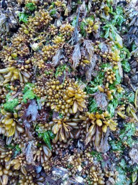 Mavi midye ya da Mytilus edulis ve küçük sarı Halosaccion bezi çuvalları, ayrıca deniz keseleri ya da çıplak kayalara tutunan deniz üzümleri olarak da bilinir. Tonquin Park Plajı, Tofino, British Columbia, Kanada