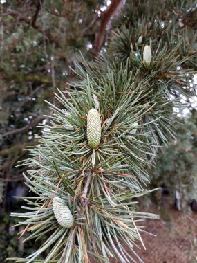 Green young pine cones growing on the tree. Vancouver, BC, Canada