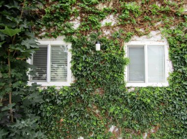 Windows surrounded by green leaves of climbing English Ivy plants. Hope, British Columbia, Canada.