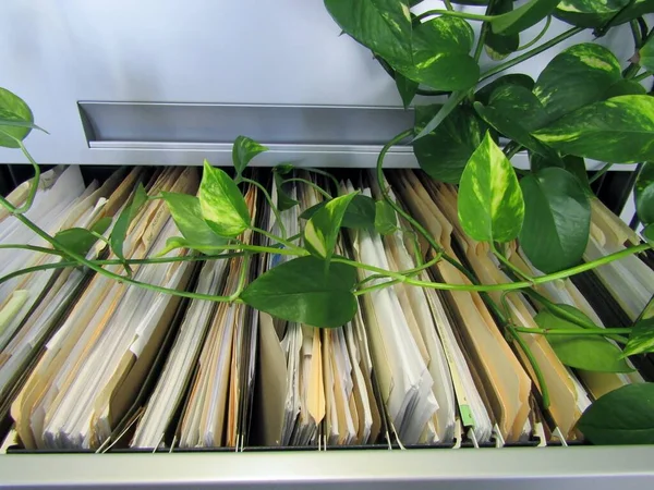 Devil\'s ivy plant growing above filing cabinet drawer