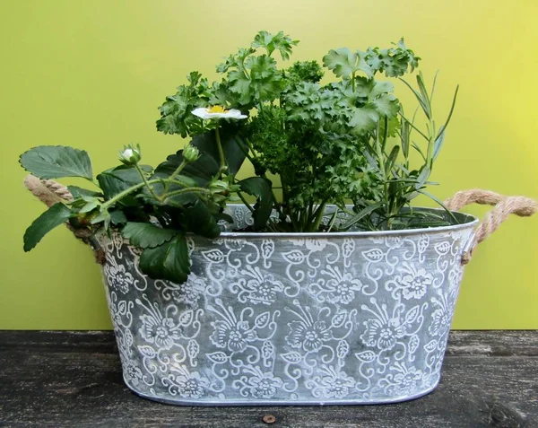 Strawberry Parsley Rosemary Plants Growing Tin Container — Stock Photo, Image