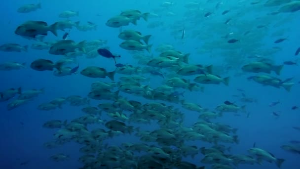 Escola Snappers Mar Vermelho 20M Profundidade — Vídeo de Stock