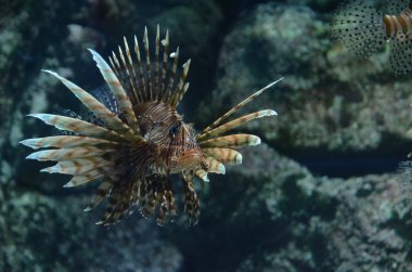 volitans lionfish - pterois volitans. egzotik balık tank