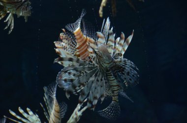 volitans lionfish - pterois volitans. egzotik balık tank