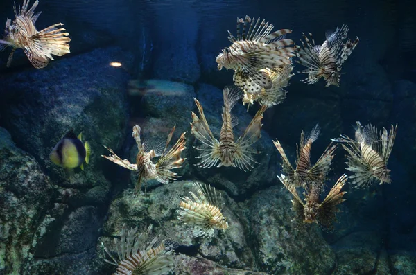 Volitans lionfish - pterois volitans. εξωτικά ψάρια σε μια δεξαμενή — Φωτογραφία Αρχείου