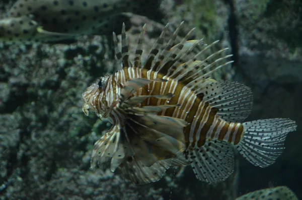 Volitans lionfish - pterois volitans. εξωτικά ψάρια σε μια δεξαμενή — Φωτογραφία Αρχείου