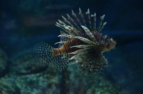 Poon lionfish - pterois volitans. exotische vissen in een tank — Stockfoto