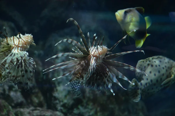 Poon lionfish - pterois volitans. exotische vissen in een tank — Stockfoto