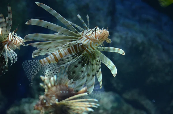 Volitans Lionfish - Pterois volitans. Екзотичних риб в Баку — стокове фото