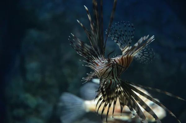 Volitans Lionfish - Pterois volitans. Exotic Fish in a tank — Stock Photo, Image