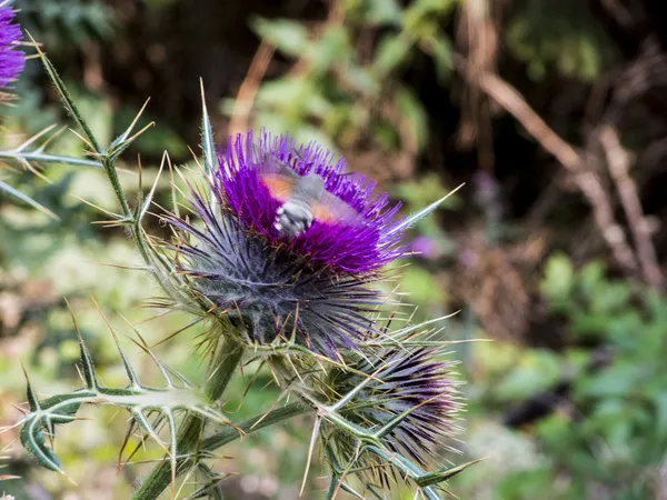 Hummingbird Hawk-moth. Hummingmoth. Macroglossum stellatarum on a Milk Thistle — Stock Photo, Image