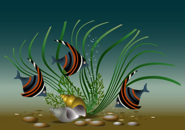 Exotische Aquarienfische mit Muscheln und Pflanzen. — Stockvektor