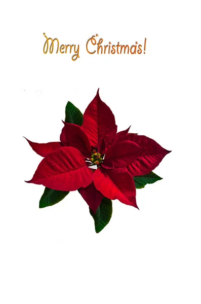 Greeting Card Poinsettia Flower Large Red Green Leaves Inscription Merry — Stock Photo, Image