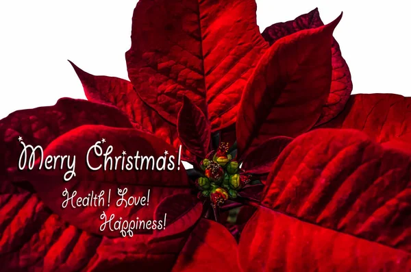 Kırmızı Noel Yıldızı Poinsettia Mutlu Noeller Sağlığınıza Yazan Bir Kartpostal — Stok fotoğraf