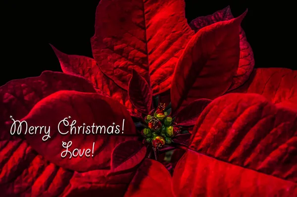 Открытка Черном Фоне Красной Рождественской Звездой Poinsettia Надписью Рождеством Христовым — стоковое фото