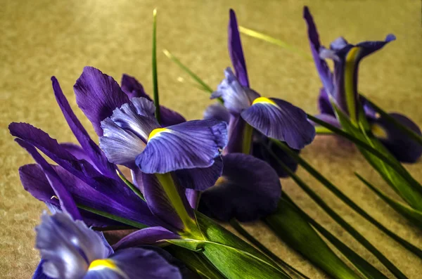 Violeta Con Amarillo Iris Medio Especie Spuria Con Hojas Lanceoladas — Foto de Stock