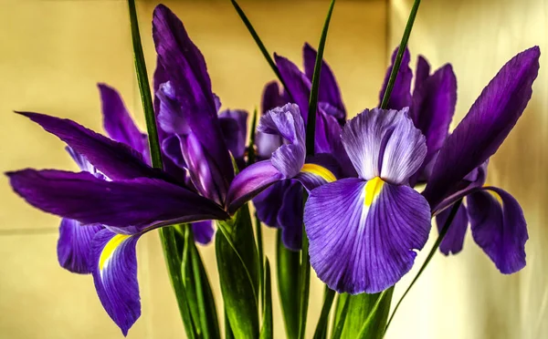Iris Brillantes Florecientes Con Hojas Lanceoladas Ramo Sobre Fondo Baldosas — Foto de Stock