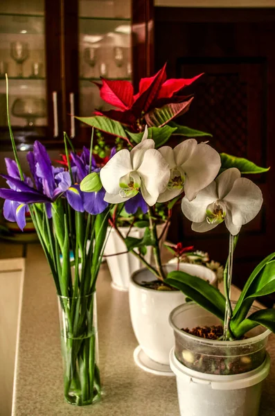 Flores Frescas Presentadas Para Las Fiestas Macetas Una Orquídea Blanca — Foto de Stock
