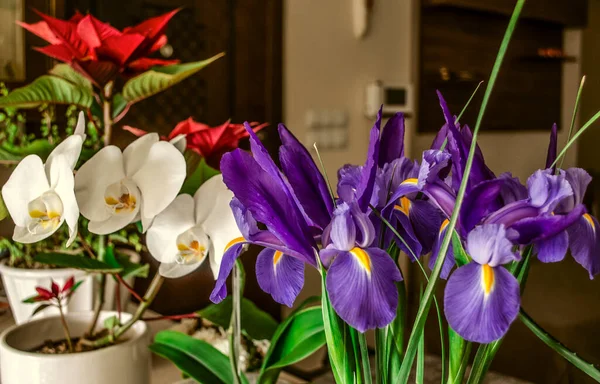 Krásné Květy Fialových Duhovek Bílé Kvetoucí Orchideje Červené Špičaté Ozdoby — Stock fotografie