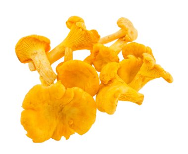 chanterelles yığını.