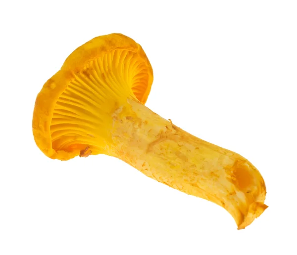 Één cantharellus geïsoleerd op de witte achtergrond. — Stockfoto