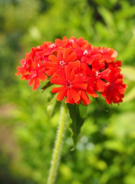 Lychnis chalcedonica. clipart
