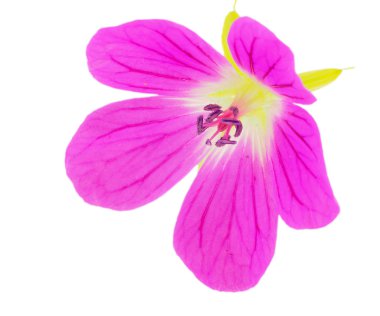 Beyaz bir arka plan üzerinde izole bir çiçek.