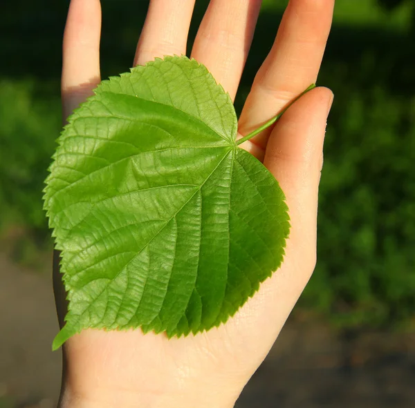 Une feuille de tilleul dans les mains . — Photo