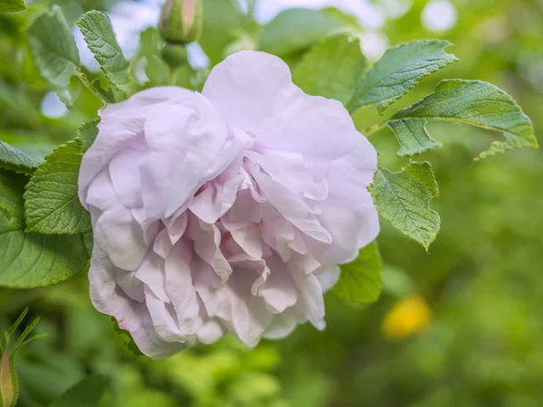 Rosa rosa gentile in un giardino . — Foto Stock