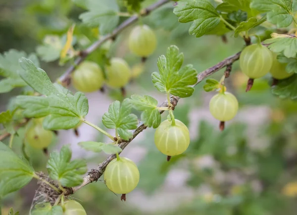 Bacche di uva spina su un ramo in un giardino . — Foto Stock