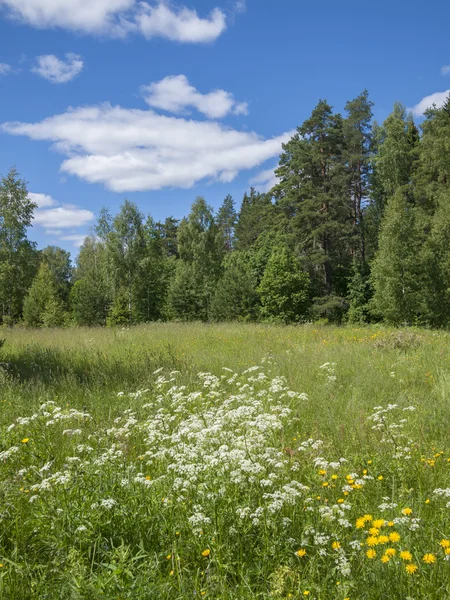 Zomer landschap. — Stockfoto