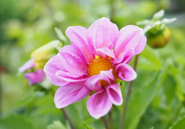 Bush de las dalias rosadas . — Foto de Stock