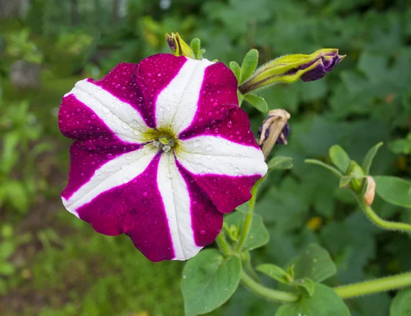 Petunia fiore in giardino. — Foto Stock