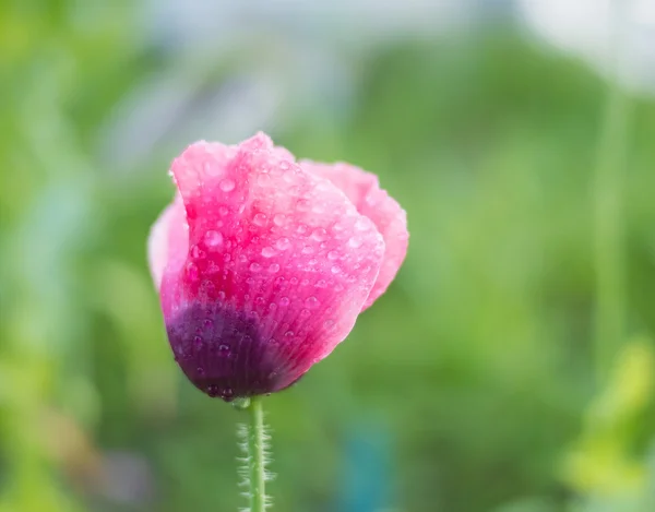 La amapola en la mañana en rocío — Foto de Stock