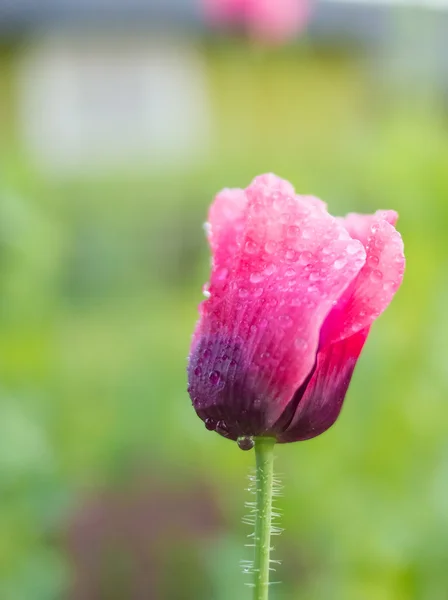 Poppy in the morning in dew — Stock Photo, Image