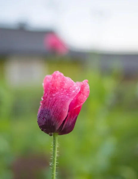 Poppy in the morning in dew — Stock Photo, Image