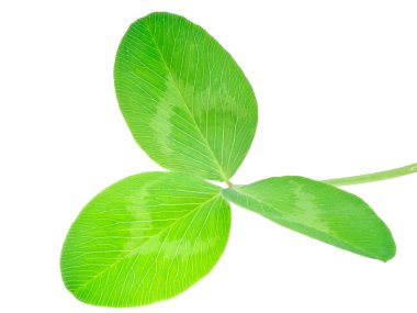 Beyaz bir arka plan üzerinde izole yonca.