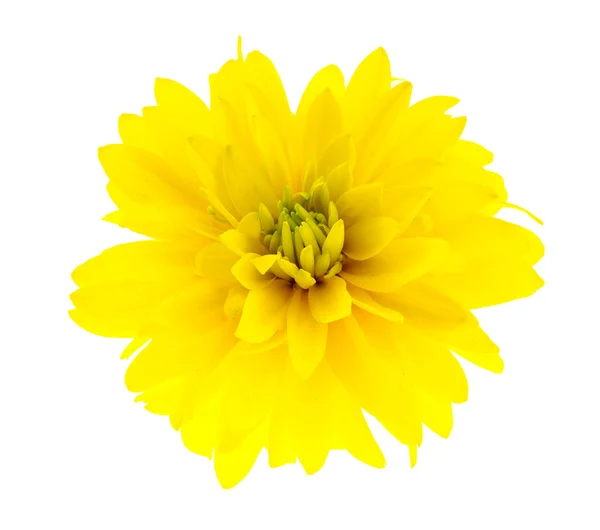 Una flor aislada sobre el fondo blanco . —  Fotos de Stock